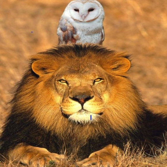 STRONG AS A LION -  WISE AS AN OWL - Picture 1 of 2